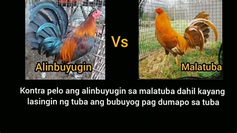 mga pamahiin sa kulay ng manok|MGA KULAY NG MANOK KONTRAPELO / .